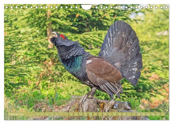 Produktbild: Wildtiere des Waldes: Hier wird der Mythos Wald lebendig (Wandkalender 2026 DIN A4 quer), CALVENDO Monatskalender