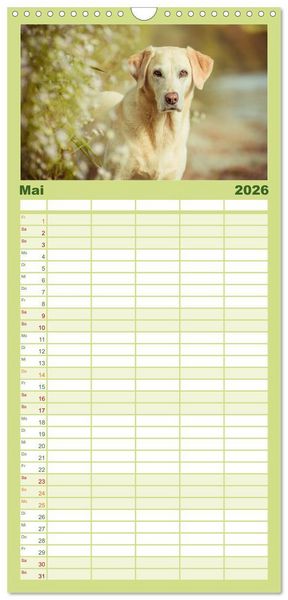 Produktbild: Familienplaner 2026 - Faszination Labrador - gelb, foxred, schwarz mit 5 Spalten (Wandkalender, 21 x 45 cm) CALVENDO