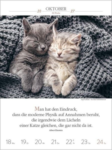 Produktbild: Literaturkalender Katzen 2027