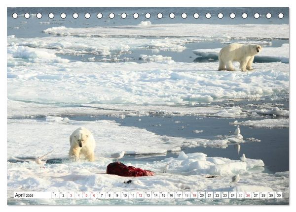 Produktbild: Eisb&auml;ren - K&ouml;nige der Arktis (Tischkalender 2026 DIN A5 quer), CALVENDO Monatskalender