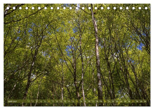 Produktbild: Spaziergang im Wald (Tischkalender 2027 DIN A5 quer), CALVENDO Monatskalender