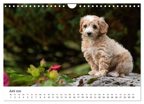 Produktbild: Maltipoo Welpen (Wandkalender 2026 DIN A4 quer), CALVENDO Monatskalender