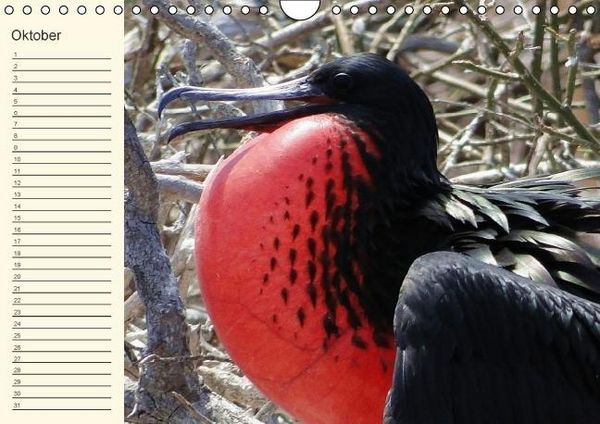 Produktbild: Gal&aacute;pagos Geburtstagskalender (Wandkalender immerw&auml;hrend DIN A4 quer)