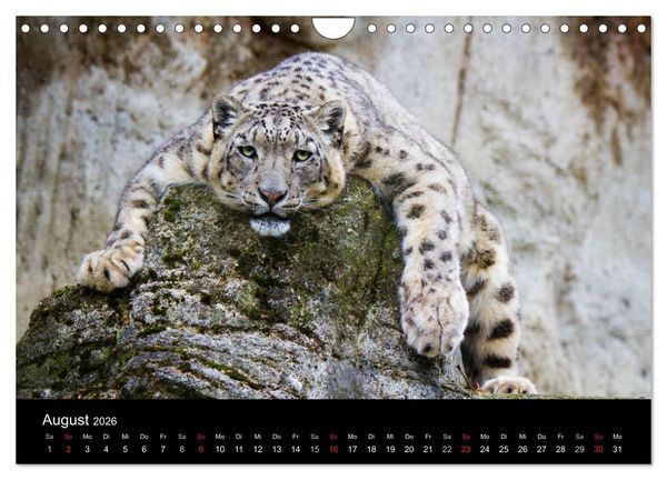 Produktbild: Schneeleoparden (Wandkalender 2026 DIN A4 quer), CALVENDO Monatskalender