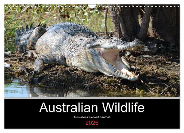 Produktbild: Australian Wildlife (Wandkalender 2026 DIN A3 quer), CALVENDO Monatskalender