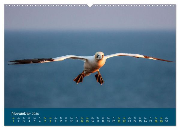 Produktbild: Helgol&auml;nder Basst&ouml;lpel 2026 (Wandkalender 2026 DIN A2 quer), CALVENDO Monatskalender