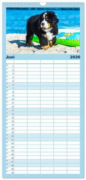 Produktbild: Familienplaner 2026 - Seeb&auml;rchen entdecken die Welt - Berner Sennenhunde mit 5 Spalten (Wandkalender, 21 x 45 cm) CALVENDO