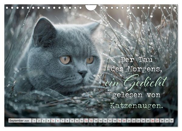 Produktbild: Katzenpoesie - Herzber&uuml;hrende Verse (Wandkalender 2026 DIN A4 quer), CALVENDO Monatskalender