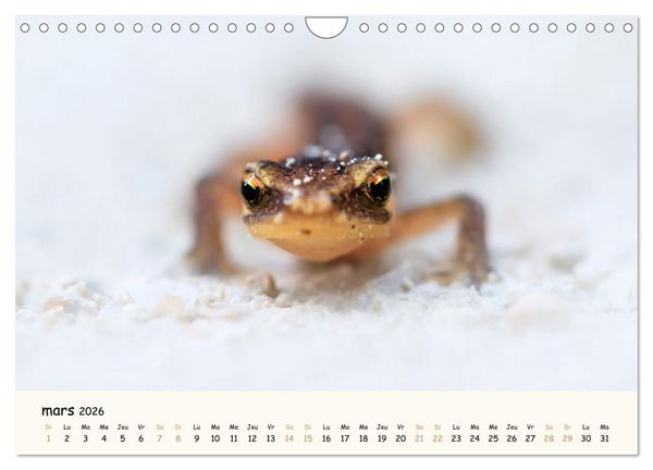 Produktbild: Esprit animal - Regards minimalistes (Calendrier mural 2026 DIN A4 vertical), CALVENDO calendrier mensuel
