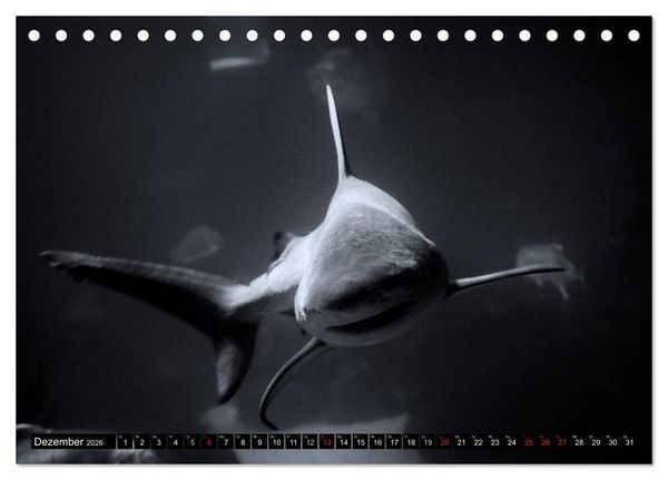 Produktbild: Meerestiere Bilder in Schwarz Weiss (Tischkalender 2026 DIN A5 quer), CALVENDO Monatskalender