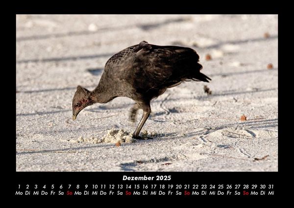 Produktbild: Welt der V&ouml;gel 2025 Fotokalender DIN A3