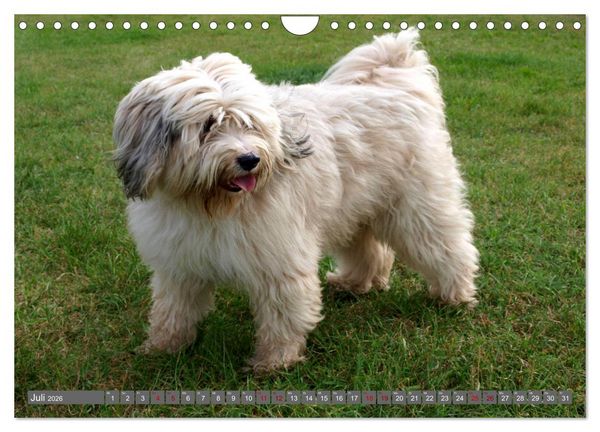 Produktbild: Tibet-Terrier - Eine Hunderasse mit Charakter (Wandkalender 2026 DIN A4 quer), CALVENDO Monatskalender
