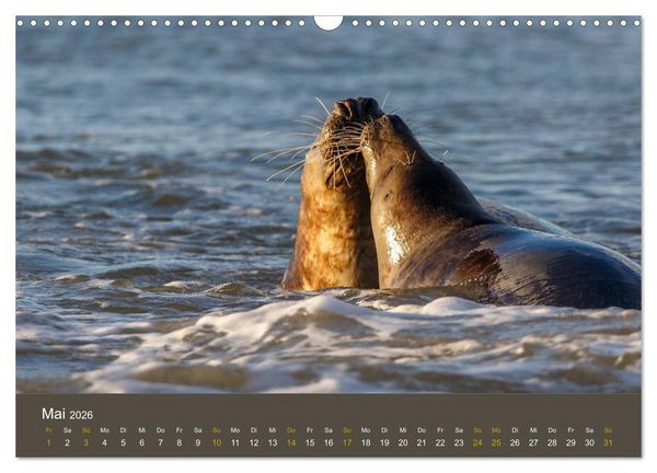 Produktbild: Robben auf der Helgol&auml;nder D&uuml;ne (Wandkalender 2026 DIN A3 quer), CALVENDO Monatskalender