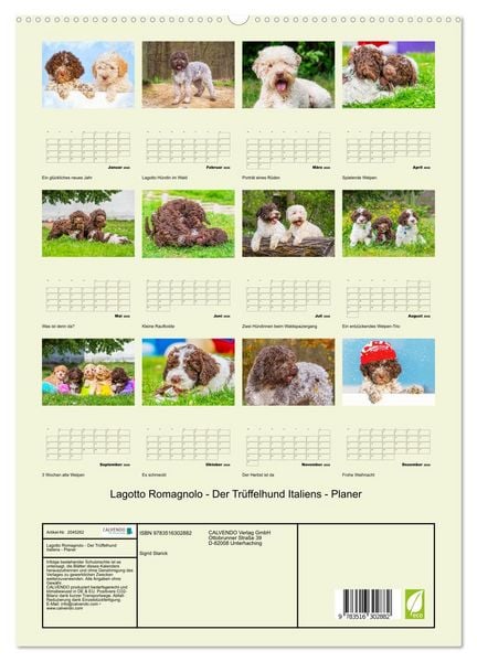 Produktbild: Lagotto Romagnolo - Der Tr&uuml;ffelhund Italiens - Planer (hochwertiger Premium Wandkalender 2026 DIN A2 hoch), Kunstdruck in Hochglanz