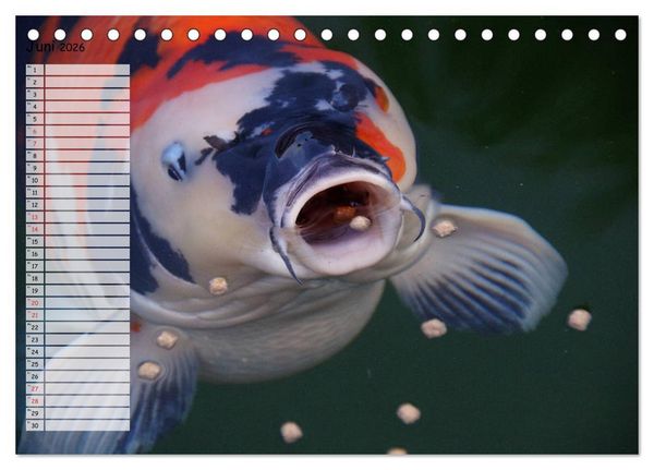 Produktbild: Koikichi Kalender 2026 (Tischkalender 2026 DIN A5 quer), CALVENDO Monatskalender