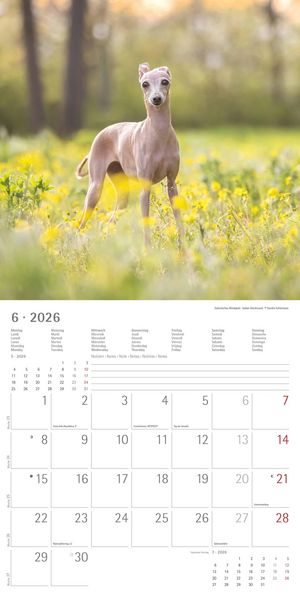 Produktbild: Welpen 2026 - Broschürenkalender 30x30 cm (30x60 geöffnet) - Kalender mit Platz für Notizen - Puppies - Hundekalender - Bildkalender - Wandkalender