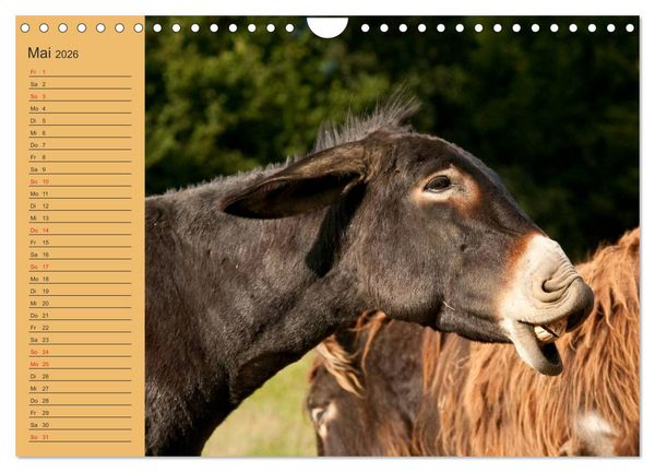 Produktbild: Gro&szlig;esel an der Loreley (Wandkalender 2026 DIN A4 quer), CALVENDO Monatskalender