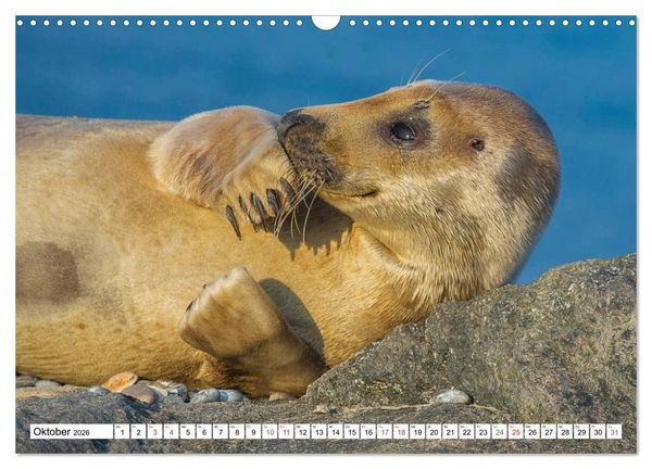 Produktbild: Kegelrobben hautnah (Wandkalender 2026 DIN A3 quer), CALVENDO Monatskalender