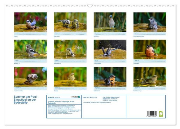 Produktbild: Sommer am Pool - Singv&ouml;gel an der Badestelle (Wandkalender 2026 DIN A2 quer), CALVENDO Monatskalender