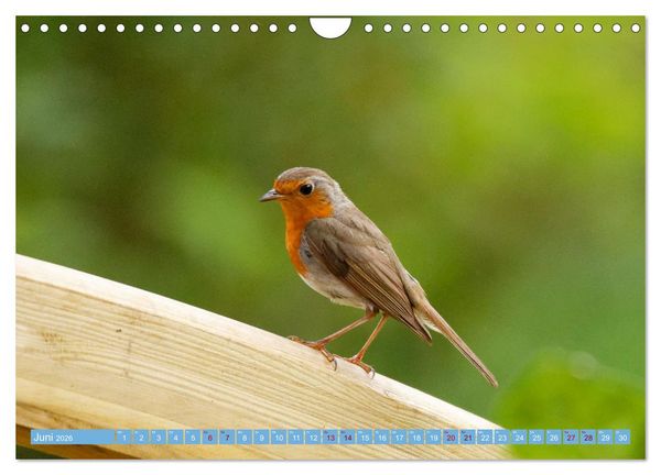 Produktbild: Rotkehlchen - Fotografiert von Ostfriesenfotografie (Wandkalender 2026 DIN A4 quer), CALVENDO Monatskalender