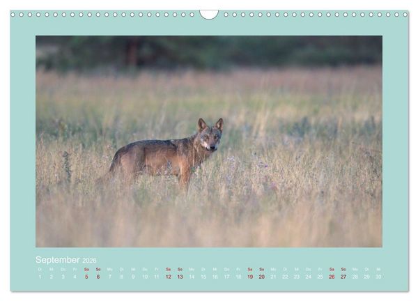 Produktbild: W&ouml;lfe, Impressionen aus der Lausitz (Wandkalender 2026 DIN A3 quer), CALVENDO Monatskalender