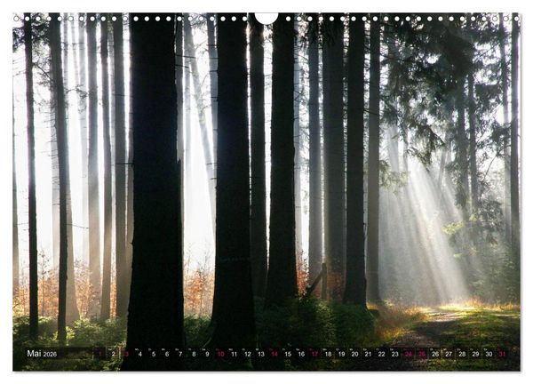 Produktbild: Erleuchtung im Wald (Wandkalender 2026 DIN A3 quer), CALVENDO Monatskalender