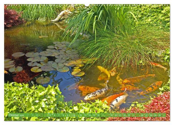 Produktbild: Koi: Juwelen im Teich (Wandkalender 2026 DIN A2 quer), CALVENDO Monatskalender