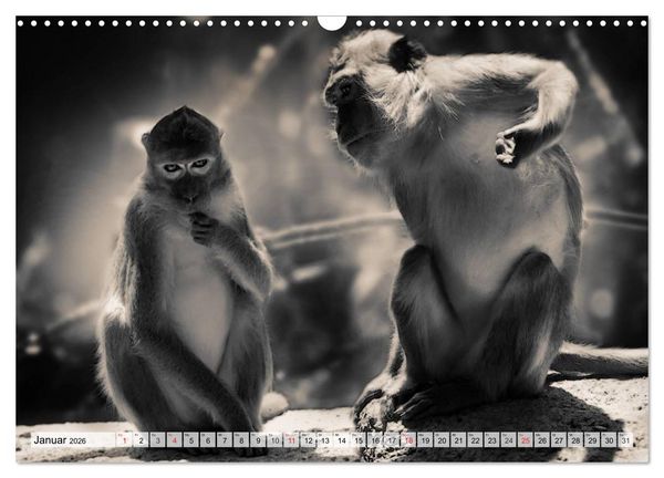 Produktbild: Wilde Tiere in schwarz-wei&szlig; (Wandkalender 2026 DIN A3 quer), CALVENDO Monatskalender