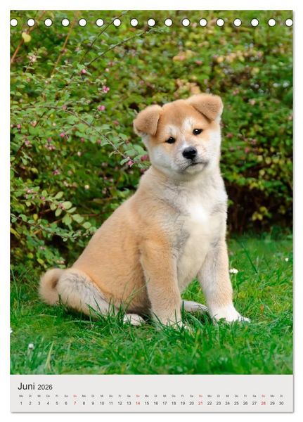 Produktbild: Hundewelpen (Tischkalender 2026 DIN A5 hoch), CALVENDO Monatskalender