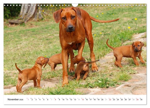 Produktbild: Rhodesian Ridgebacks (Wandkalender 2026 DIN A3 quer), CALVENDO Monatskalender