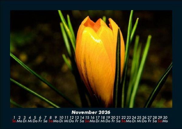 Produktbild: Blumenzauber 2026 Fotokalender DIN A5