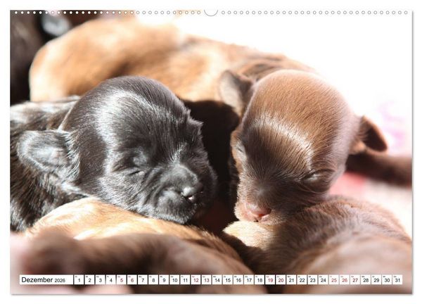 Produktbild: Bolonka Babykalender 2026 (Wandkalender 2026 DIN A2 quer), CALVENDO Monatskalender