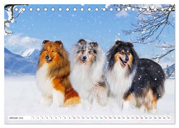 Produktbild: Collies - die sch&ouml;nsten Hunde der Welt (Tischkalender 2026 DIN A5 quer), CALVENDO Monatskalender