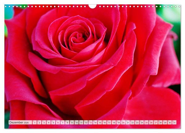Produktbild: Roter Glanz Bl&uuml;tenpracht (Wandkalender 2026 DIN A3 quer), CALVENDO Monatskalender