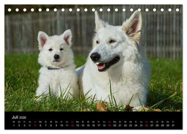 Produktbild: Wei&szlig;er Schweizer Sch&auml;ferhund - Ein Tag im Leben einer Hundefamilie (Tischkalender 2026 DIN A5 quer), CALVENDO Monatskalender