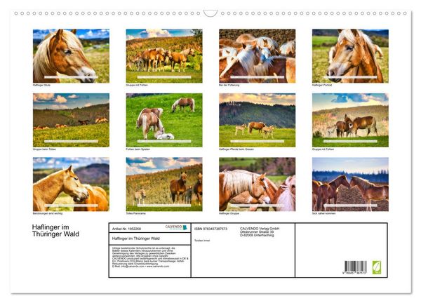 Produktbild: Haflinger im Th&uuml;ringer Wald (Wandkalender 2026 DIN A2 quer), CALVENDO Monatskalender