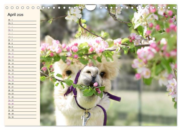 Produktbild: Alpakas im Blumenzauber (Wandkalender 2026 DIN A4 quer), CALVENDO Monatskalender
