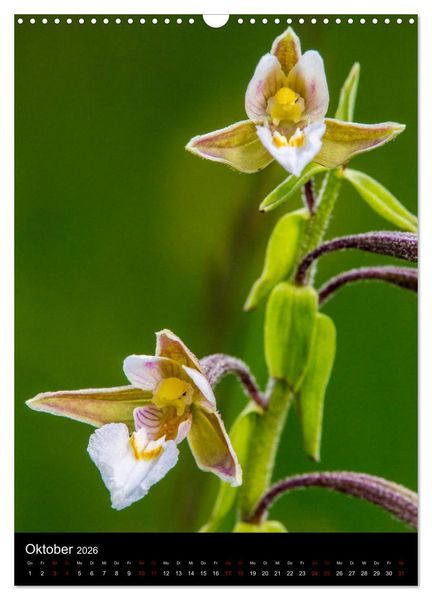 Produktbild: Im richtigen Licht: Wilde Orchideen in S&uuml;dbayern (Wandkalender 2026 DIN A3 hoch), CALVENDO Monatskalender