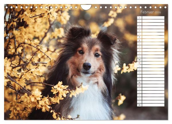 Produktbild: Shetland Sheepdogs Blacky, Anry, Mojo 2026 (Wandkalender 2026 DIN A4 quer), CALVENDO Monatskalender