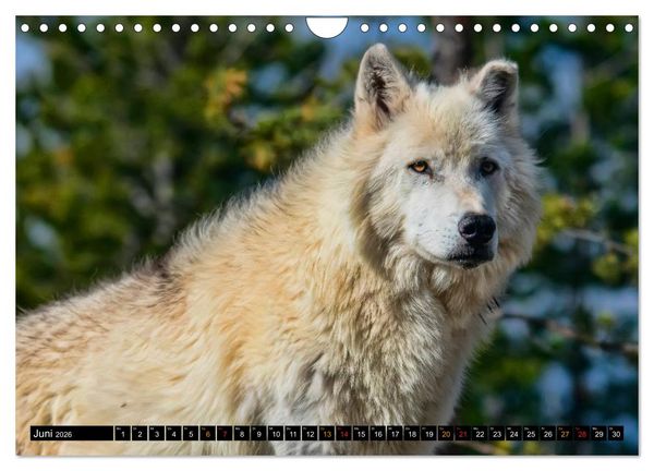 Produktbild: W&ouml;lfe - sie sind wieder da (Wandkalender 2026 DIN A4 quer), CALVENDO Monatskalender