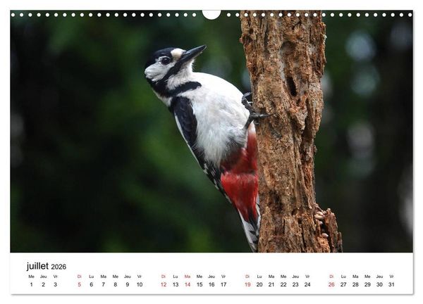 Produktbild: Oiseaux de nos villages en G&acirc;tinais (Calendrier mural 2026 DIN A3 vertical), CALVENDO calendrier mensuel