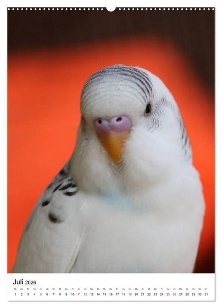 Produktbild: Der Wellensittich - Mein Lieblingsvogel (Wandkalender 2026 DIN A2 hoch), CALVENDO Monatskalender