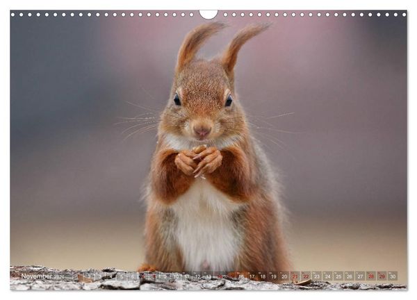 Produktbild: Eichh&ouml;rnchen in zauberhaften Posen (Wandkalender 2026 DIN A3 quer), CALVENDO Monatskalender