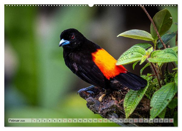 Produktbild: Phantastische Vogelwelt Costa Rica (Wandkalender 2026 DIN A2 quer), CALVENDO Monatskalender