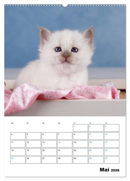 Produktbild: Heilige Birma Kitten - s&uuml;&szlig;e kleine Flauschb&auml;llchen (hochwertiger Premium Wandkalender 2026 DIN A2 hoch), Kunstdruck in Hochglanz