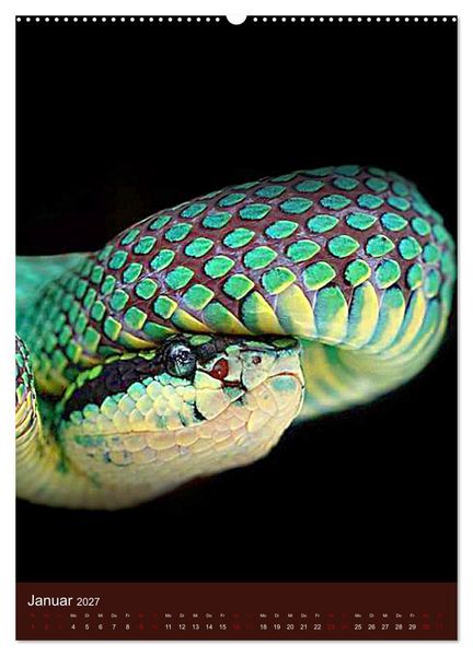 Produktbild: The Power Of Snake (Wandkalender 2027 DIN A2 hoch), CALVENDO Monatskalender