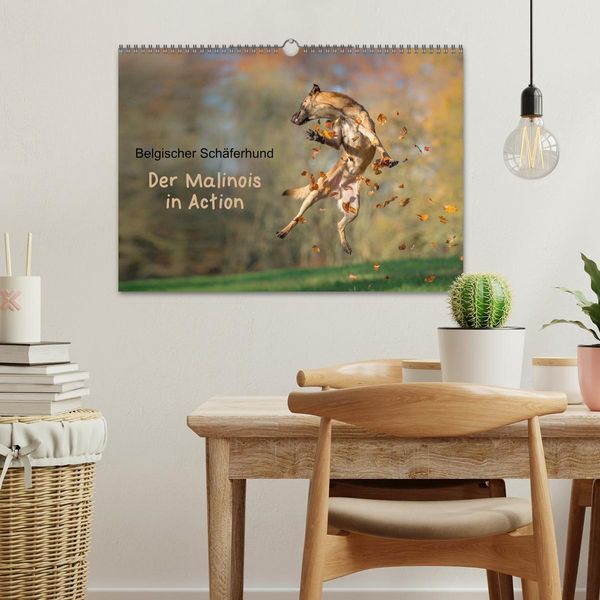 Produktbild: Belgischer Sch&auml;ferhund - Der Malinois in Action (Wandkalender 2026 DIN A3 quer), CALVENDO Monatskalender