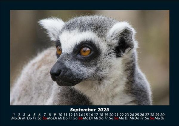 Produktbild: Tiere in der Wildnis 2025 Fotokalender DIN A5