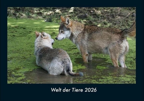 Produktbild: Welt der Tiere 2026 Fotokalender DIN A4