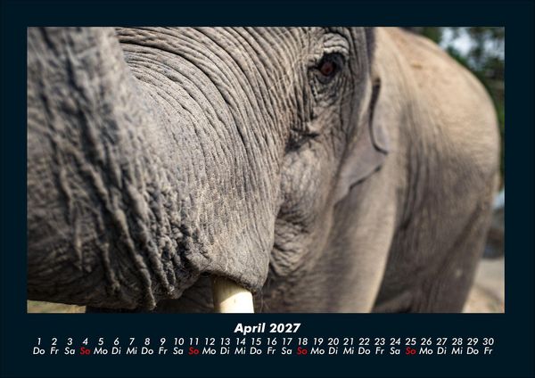 Produktbild: Der Elefantenkalender 2027 Fotokalender DIN A4